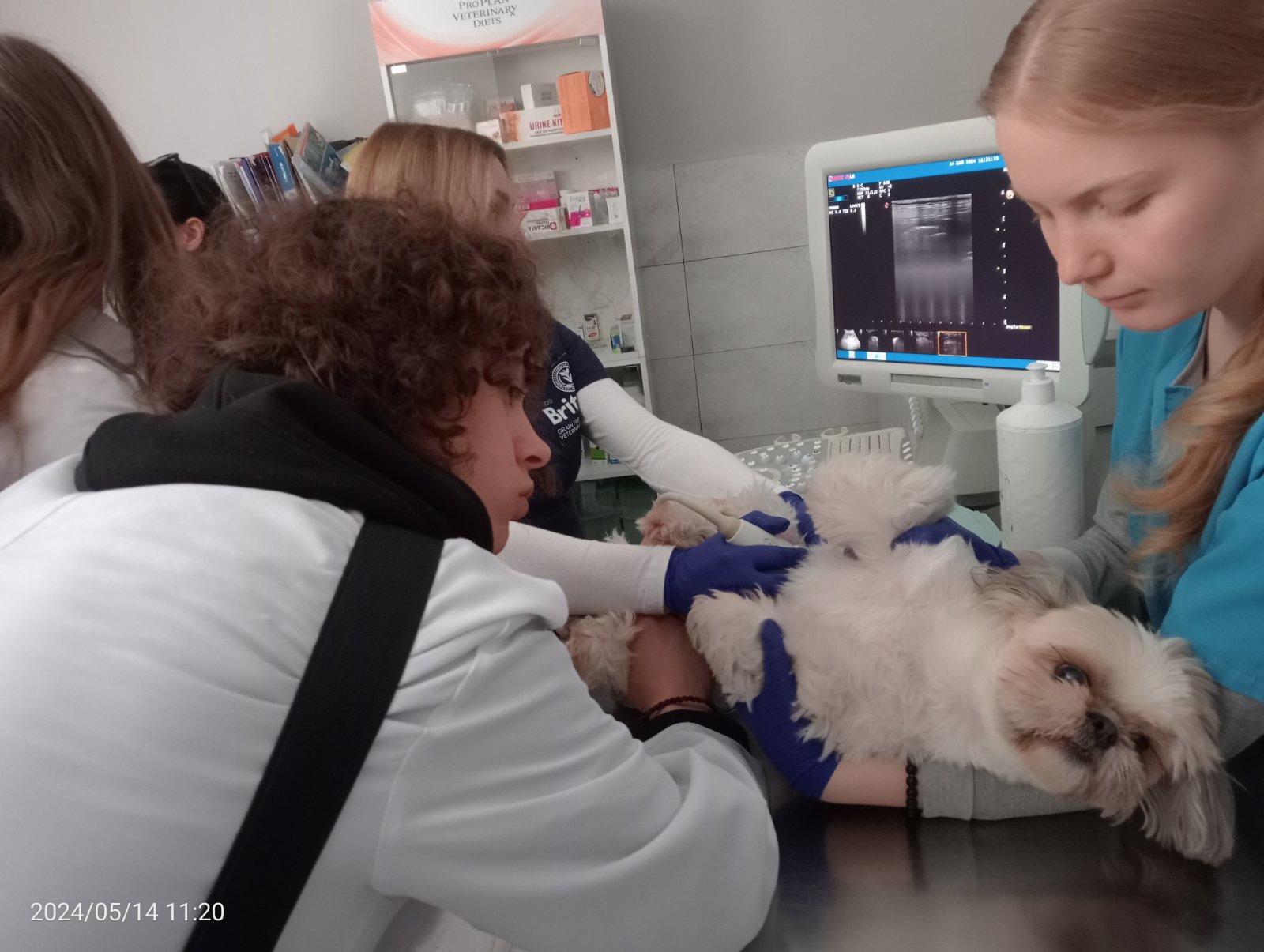 Майстер-клас із УЗД дрібних тварин в клініці “Vet Service Dubno” - МТЕФК
